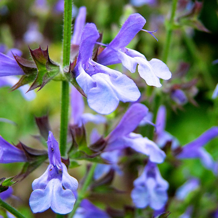 Salvia African Sky